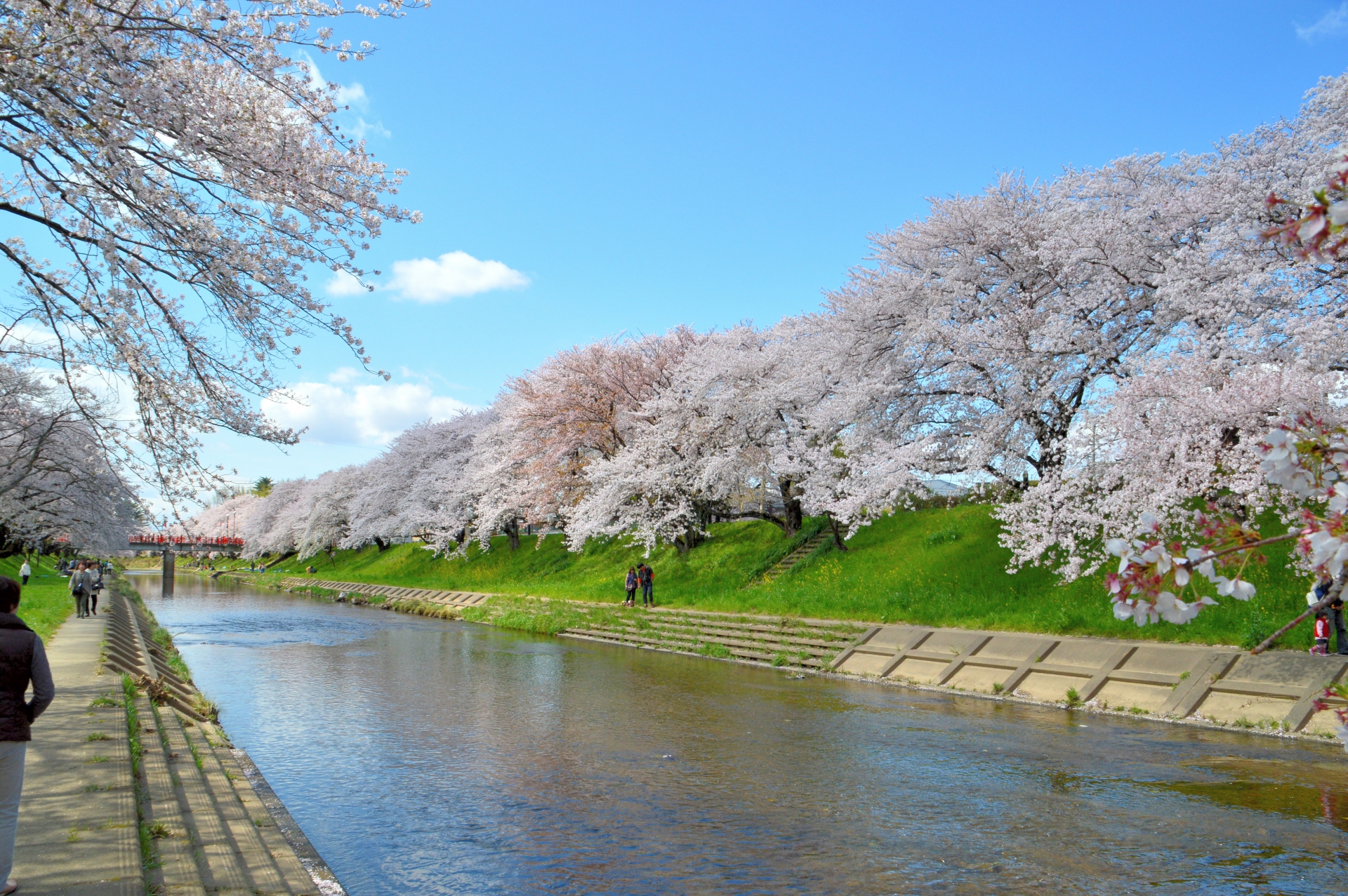 各務原市の風景_新境川の堤防沿いの桜